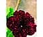 Саженец Agro-Market Петуния ампельная Special Burgundy Splash (контейнер №10 высота 10-15 см) (52237) 1 шт. в упаковке - миниатюра 1