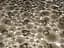 Килимок для ванни Kornel на присосках аніскользящий 64х34 см в асортименті - мініатюра 15