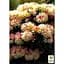 Саженец Agro-Market Рододендрон Golden Torch (49189) 1 шт. в упаковке - миниатюра 4