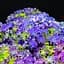Саженец Agro-Market Гортензия крупнолистая кудрявая Curly Sparkle Blue Purple (64472) - миниатюра 1