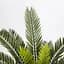 Штучна рослина Engard Cycas Palm 60 см (DW-25) - мініатюра 2