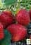 Саженец Agro-Market Клубника Розана Киевская (ранний срок созревания, сорт с повышенной зимостойкостью) 5 шт. в упаковке (25712) - миниатюра 3