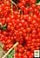 Саджанець Agro-Market Порічка (смородина) червона Львів'янка середньо-ранній термін дозрівання, сорт високостійкий до хвороб) 1 шт. в пакуванні (19919) - мініатюра 2