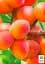 Саджанець Agro-Market Абрикос Червонощокий (літній сорт, ранній термін дозрівання) 1 шт. в упаковці (15753) - мініатюра 2