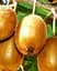 Саджанець Agro-Market Ківі Соло (самозапильний) (26160) 1 шт. в упаковці - мініатюра 3