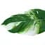 Штучне листя Engard Monstera Alba 78 см (TW-55) - мініатюра 3
