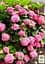 Саджанець Agro-Market LMTD Гортензія крупнолиста квітуча 3-х річна Early Pink (35-40см) (62361) - мініатюра 3