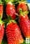 Саджанець Agro-Market Суницеполуниця Купчиха (раннього терміну дозрівання, сорт стійкий до хвороб) 5 шт. в пакуванні (25792) - мініатюра 3