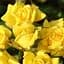 Роза мелкоцветковая (спрей) Agro-Market Эллоу Бейби Yellow Babe саженец класса АА+ высший сорт 1 шт. в упаковке (36218) - миниатюра 1