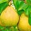 Саженец Agro-Market Груша Жозефина (зимний сорт, поздний срок созревания) (39891) 1 шт. в упаковке - миниатюра 1