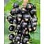 Саженец Agro-Market Смородина на штамбе Black ball вазон С2 (184310) 1 шт. (комнатный) - миниатюра 1