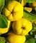 Саджанець Agro-Market Айва Відмінниця (осінній сорт, середнього терміну дозрівання) 1 шт. в упаковці (39898) - мініатюра 1