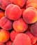 Саджанець Agro-Market Персик Кондор (літній сорт, середній термін дозрівання) 1 шт. в упаковці (35991) - мініатюра 1