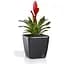 Кашпо Plastkon Quadrato Flower Lover с системой автополива 18x18x17 см глянцевое антрацит - миниатюра 2