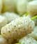 Саджанець Agro-Market Шовковиця великоплідна Вікторія (літній сорт, ранній термін дозрівання) 1 шт. в упаковці (49604) - мініатюра 1
