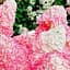 Саджанець Agro-Market Гортензія волотиста Pink Lady вазон Р9 (180927) - мініатюра 1