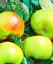 Саджанець Agro-Market Яблуня Ренет Симиренко (Симиренко) (зимовий сорт, пізній термін дозрівання) 1 шт. в упаковці (17582) - мініатюра 1