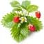 Змінний картридж Click & Grow Smart Garden Суниця, 3 капсули (7410) - мініатюра 2