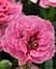 Гвоздика Agro-Market Махровая Oscar Pink and Purple контейнер № 10 высота 10 см 1 саженец в упаковке - миниатюра 2