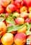 Саджанець Agro-Market Персик Улюбленець (літній сорт, среднепозднего терміну дозрівання) 1 шт. в упаковці (25746) - мініатюра 2