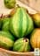 Саджанець Agro-Market Азіатська груша Писанка (смугаста, солодкий з пряними нотками сорт) 1 шт. в упаковці (175149) - мініатюра 2