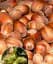 Саженец Agro-Market Фундук Трухшесса (поздний срок созревания, перекрестное опыление, сажать по 2 шт.) 1 шт. в упаковке (101926) - миниатюра 1