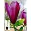 Саженец Agro-Market Магнолия 3-х летняя лилиецветковая Nigra (высота 40-50 см) (60450) 1 шт. - миниатюра 4