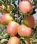 Саженец Agro-Market Яблоня Голд Чиф (крупноплодный сорт, зимний сорт, средний срок созревания) 1 шт. в упаковке (176369) - миниатюра 1