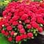 Гортензия Agro-Market Red Angel крупнолистная 1 саженец в упаковке (45338) - миниатюра 1