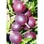 Саженец Agro-Market Крыжовник Бархат (средний срок созревания, неприхотливый для выращивания сорт) 1 шт. в упаковке (23381) - миниатюра 1