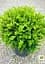 Саженец Agro-Market Самшит вечнозеленый Таинственная красота (Buxus sempervirens) (25822) - миниатюра 2