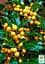 Саженец Agro-Market Падуб Мезерва 2-х летний Golden Girl Mesgolg (С2, высота 20-40см) (180115) - миниатюра 2