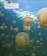 Ocean. The Definitive Visual Guide - мініатюра 12