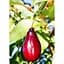 Саджанець Agro-Market Кизил Йоліко (ранній термін дозрівання, високостійкий до морозів) 1 шт. в упаковці (35879) - мініатюра 1