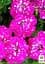 Петуния ампельная "Special Pink Splash" (контейнер №10 высота 10-15см) (49133) 1 саженец - миниатюра 3