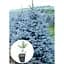 Саджанець Agro-Market Ялина блакитна Majestic Blue вазон С1, 5 висота 15-30 см 1 шт. в упаковці (111943) - мініатюра 2