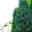 Саджанець Agro-Market Сосна Корейський кедр (Pinus koraiensis) горщик P9 (38185) - мініатюра 1