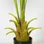 Штучна рослина Engard Fan Palm 95 см (DW-26) - мініатюра 5