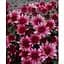 Хризантема Садовая "Avalon Pink" (высота 30-50см) (103583) 1 саженец - миниатюра 1
