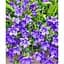 Цибулина Agro-Market Кампанула квітуча Isophylla Violet (178713) 1 шт. - мініатюра 1