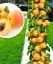 Саджанець Agro-Market Абрикос колоновидний Зоряний 1 шт. в упаковці (52682) - мініатюра 1