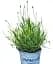 Лаванда Agro-Market Edelweiss 2-х летняя 20-30 см из Нидерландов белая 1 саженец в упаковке (147847) - миниатюра 3