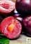 Саджанець Agro-Market Алича-Абрикосовий гібрид Черрікос (з легким ароматом полуниці) 1 шт. в упаковці (181926) - мініатюра 3
