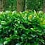 Саженец Agro-Market Лавровая Ротундифолиа (Prunus Rotundifolia) (52514) - миниатюра 1