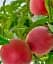 Саджанець Agro-Market Персик Фреш Біг (великоплідний сорт, пізній термін дозрівання) 1 шт. в упаковці (179245) - мініатюра 1