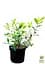 Вейгела Minuet (Weigela'Minuet') S3 висота 50-60см (62741) 1 саженец - мініатюра 3