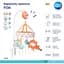 Карусель музыкальная Canpol babies Fox (75/201) - миниатюра 3