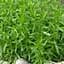 Саженец Agro-Market Тархун Мексиканский Ацтек (широко применяется в медицине) (52923) 1 шт. - миниатюра 1