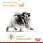Сухой корм для взрослых собак породы Померанский шпиц Royal Canin Pomeranian Adult, с птицей, 500 г (1255005) - миниатюра 3