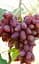 Саджанець Agro-Market Виноград Дубовський Рожевий (величезне гроно 1000-1500 гр, гігантська ягода) (50839) 1 шт. в пакуванні - мініатюра 3